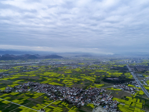 油菜花