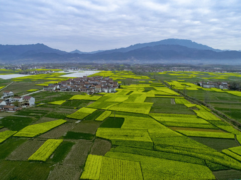 油菜花