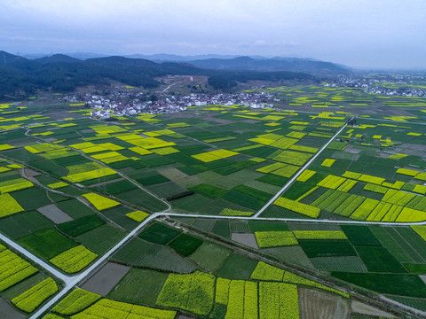 油菜花