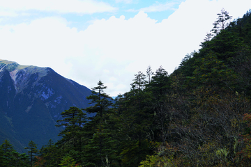 巴山冷杉