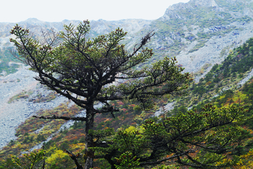 巴山冷杉