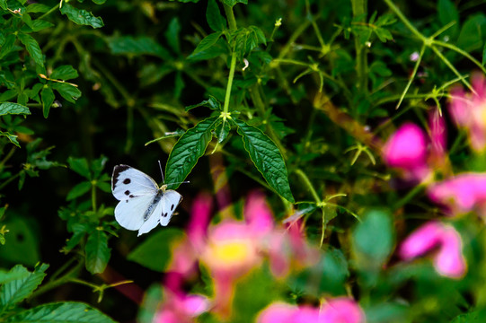 蝴蝶和鲜花