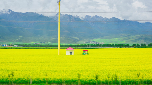 门源油菜花