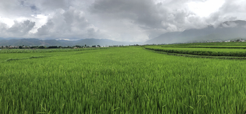 麦田全景