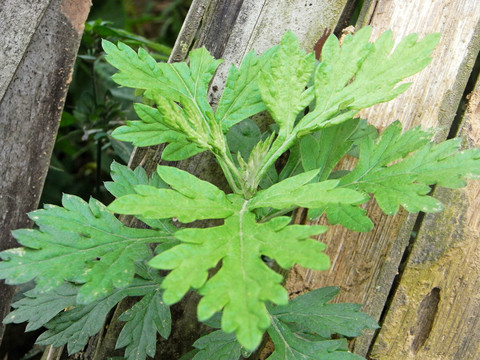 野艾草