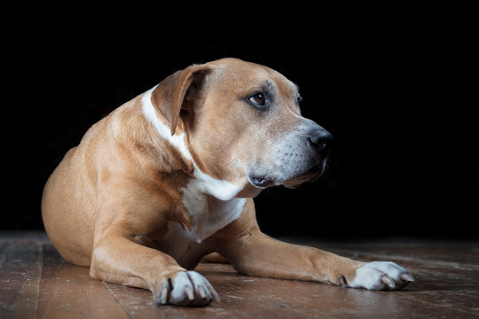 比特斗牛犬