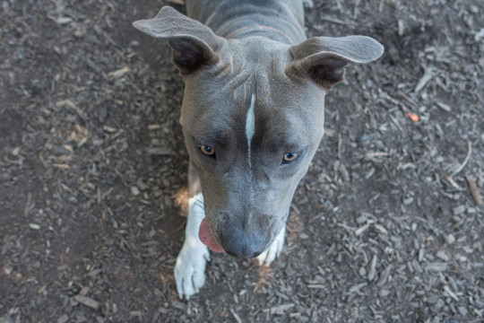 比特斗牛犬