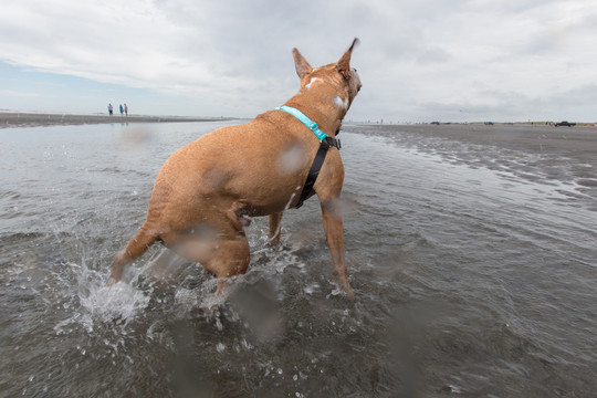 比特犬