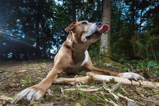 比特斗牛犬