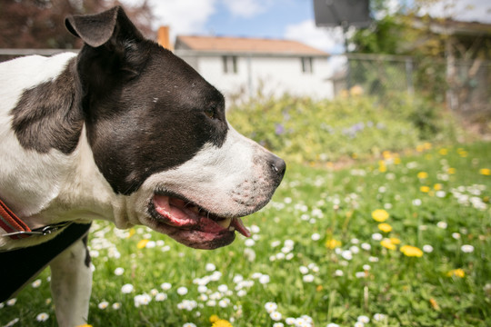 比特斗牛犬