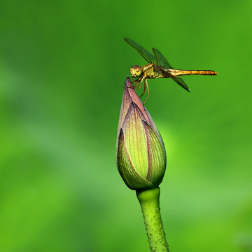 蜻蜓荷苞