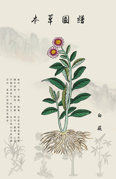 白薇