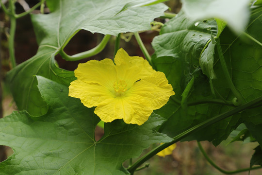 丝瓜花