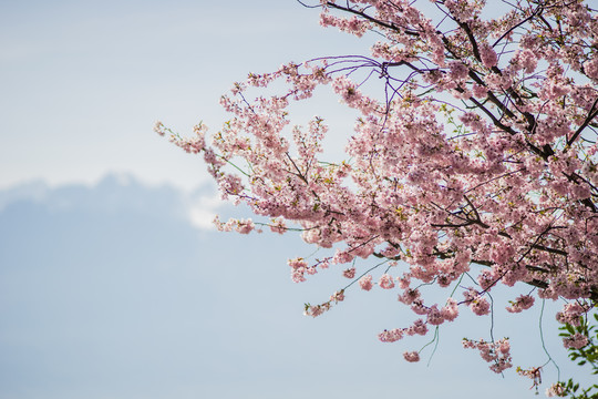 樱花