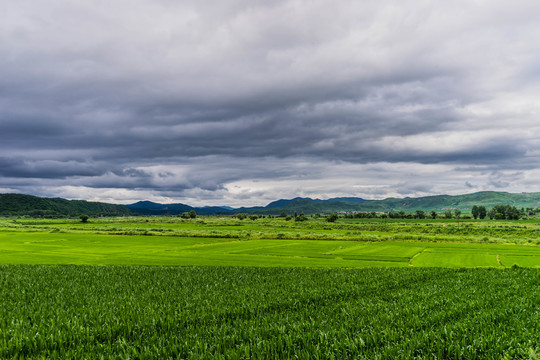 田野