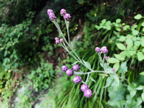 王顺山国家森林公园花草