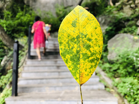 王顺山国家森林公园