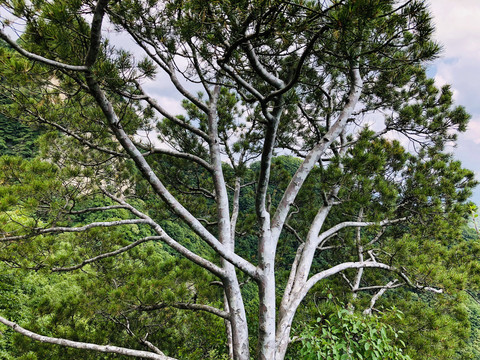 王顺山国家森林公园