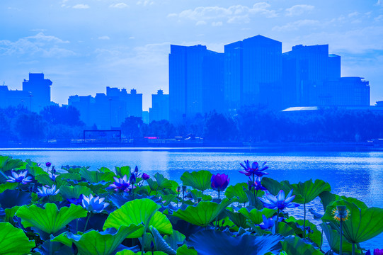 北京莲花池