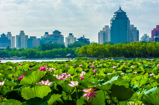 北京湿地风光