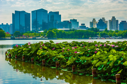 北京莲花池公园