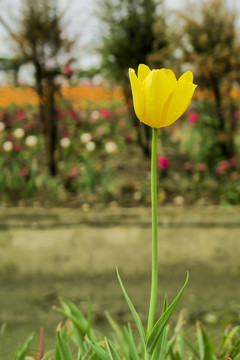 郁金香花展