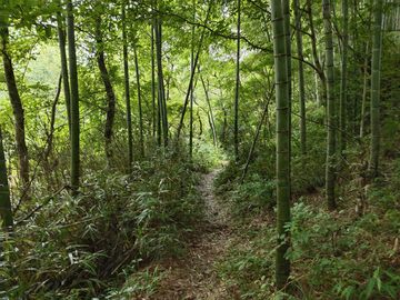 竹林 树林