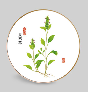 手绘夏枯草