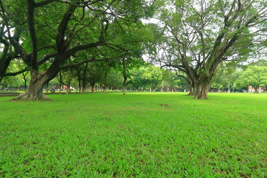 中山大学绿树草坪