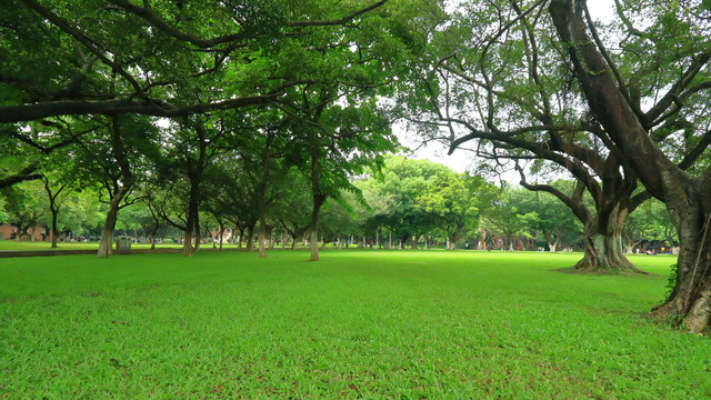 中山大学绿树草坪