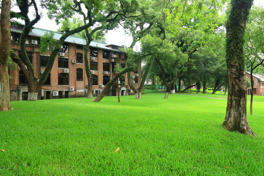 中山大学绿树草坪