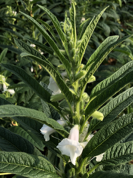 芝麻开花