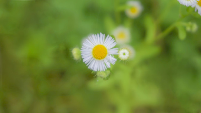 小雏菊