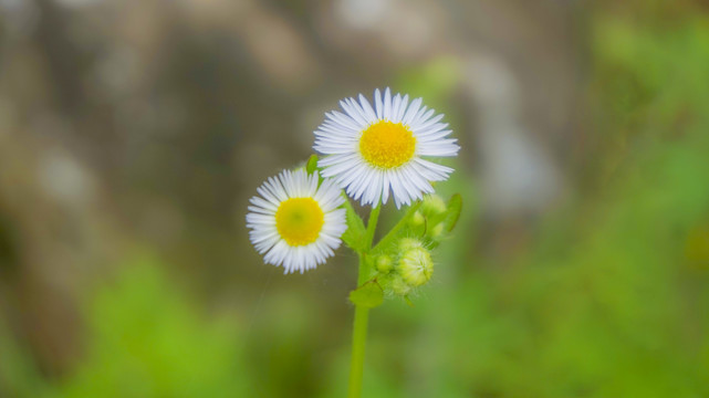 小雏菊