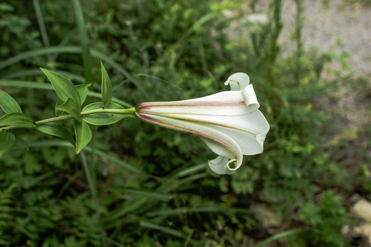 野百合