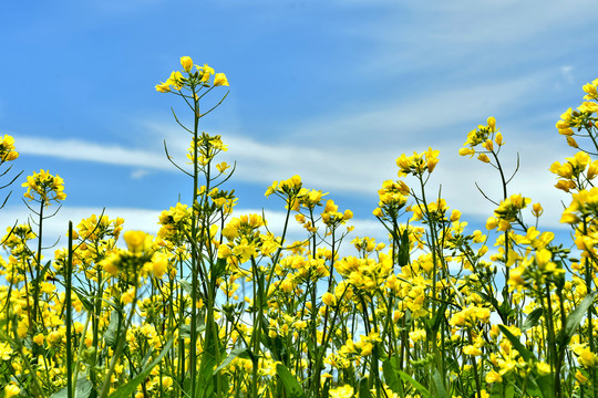 油菜花