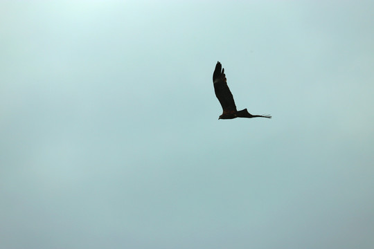 鹰击长空