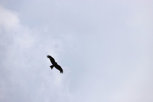 鹰击长空