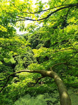 绿树成荫