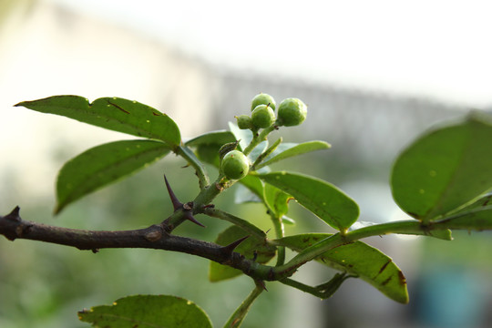 花椒樹(shù)