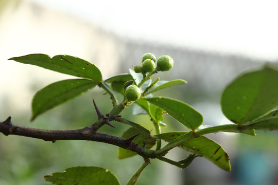 花椒树