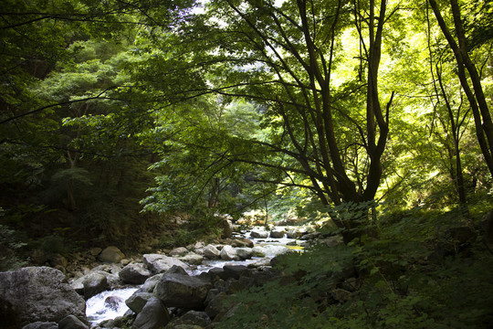 秦岭田峪