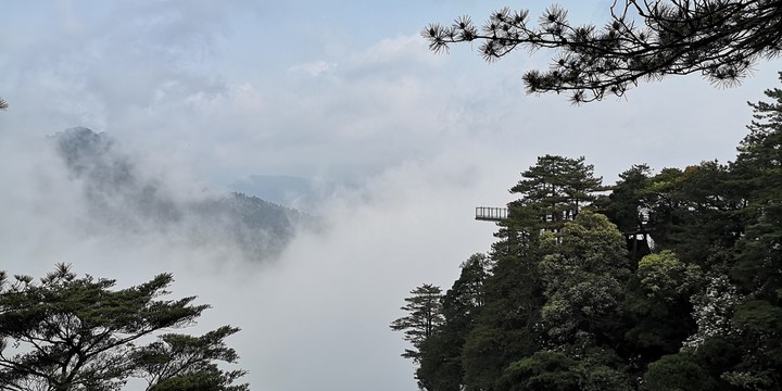 松树