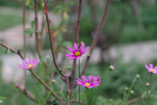 波斯菊