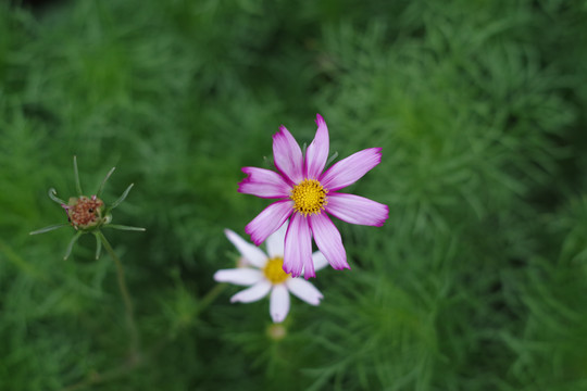 波斯菊