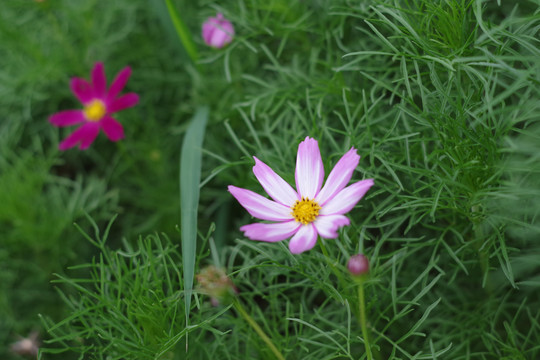 波斯菊