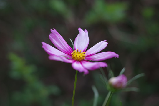 波斯菊