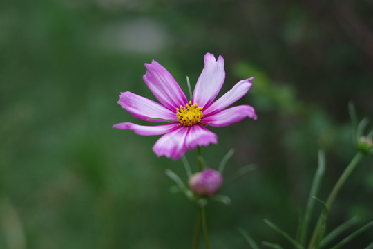 波斯菊