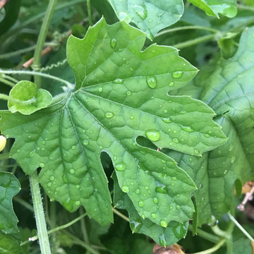 清晨的露水