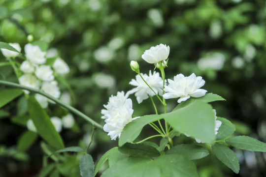 木香花